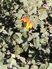 Fremontodendron decumbens
