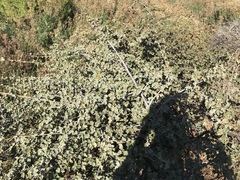 Fremontodendron decumbens