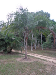Syagrus picrophylla