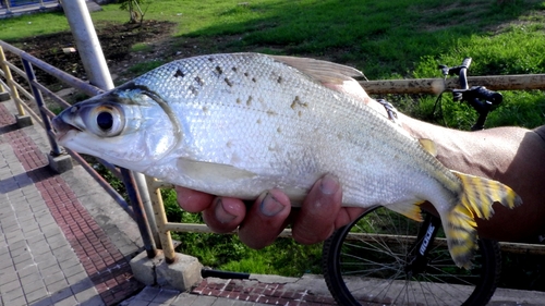 Vlagstaart-prochilodus (Semaprochilodus taeniurus) — Prochilodontidae — 2
