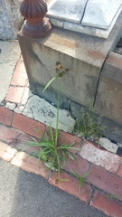 Cyperus congestus