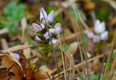Gentianella nummulariifolia