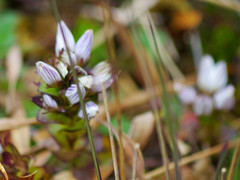 Gentianella nummulariifolia