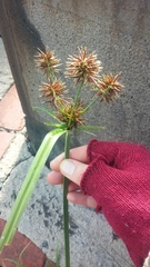 Cyperus congestus