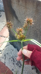 Cyperus congestus