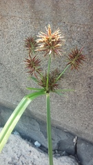 Cyperus congestus