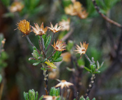Linochilus rupestris
