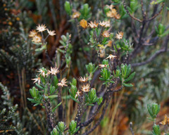 Linochilus rupestris