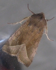 Hydraecia perobliqua