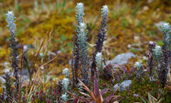 Lasiocephalus ovatus