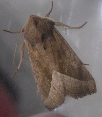 Hydraecia perobliqua