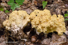Ramaria magnipes