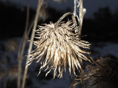 Cirsium pendulum