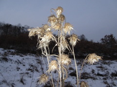 Cirsium pendulum