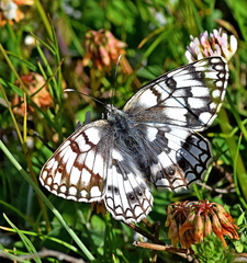 Melanargia russiae