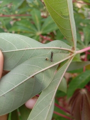 Theridula gonygaster