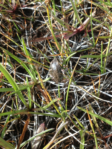 iNaturalist observation photo of Pacific chorus frog
