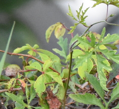 Parthenocissus quinquefolia image