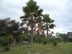 Saribus rotundifolius