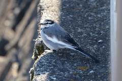 Motacilla alba