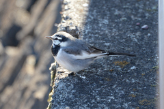 Motacilla alba