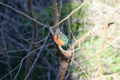 Alcedo atthis