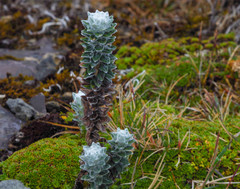 Lasiocephalus ovatus