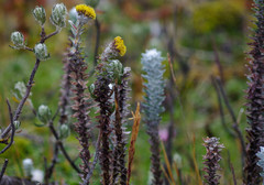 Lasiocephalus ovatus