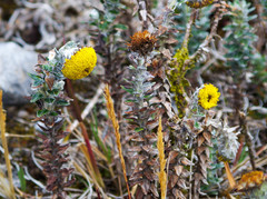 Lasiocephalus ovatus