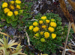 Senecio repens