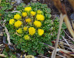 Senecio repens