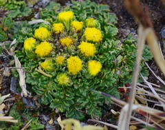 Senecio repens