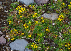 Senecio repens