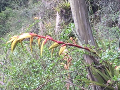 Tillandsia lajensis