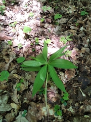 Lilium martagon