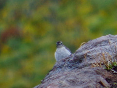 Muscisaxicola alpinus