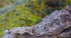 Muscisaxicola alpinus