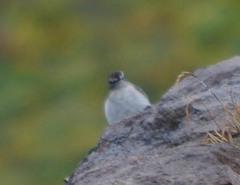 Muscisaxicola alpinus