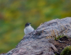 Muscisaxicola alpinus