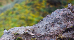 Muscisaxicola alpinus