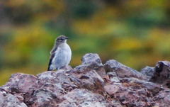 Muscisaxicola alpinus