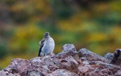 Muscisaxicola alpinus