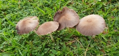 Panaeolus foenisecii