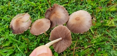 Panaeolus foenisecii