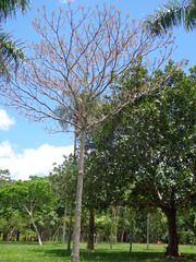 Manilkara longifolia