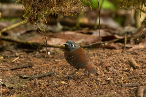 Chestnut-backed Antbird (Poliocrania exsul), photo 6