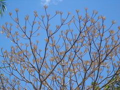 Manilkara longifolia