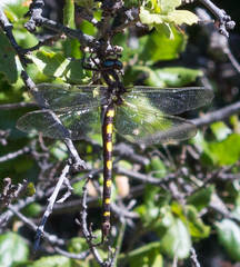 Cordulegaster dorsalis