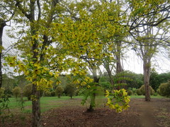 Paubrasilia echinata