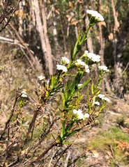Ixodia achillaeoides